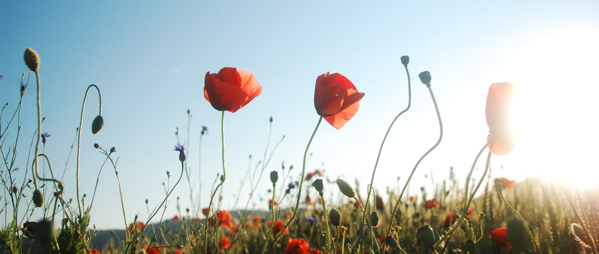 Kwiaty w kwiaciarni Pasadena